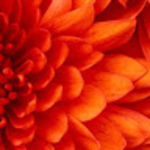 Meet your Posher, Amelie